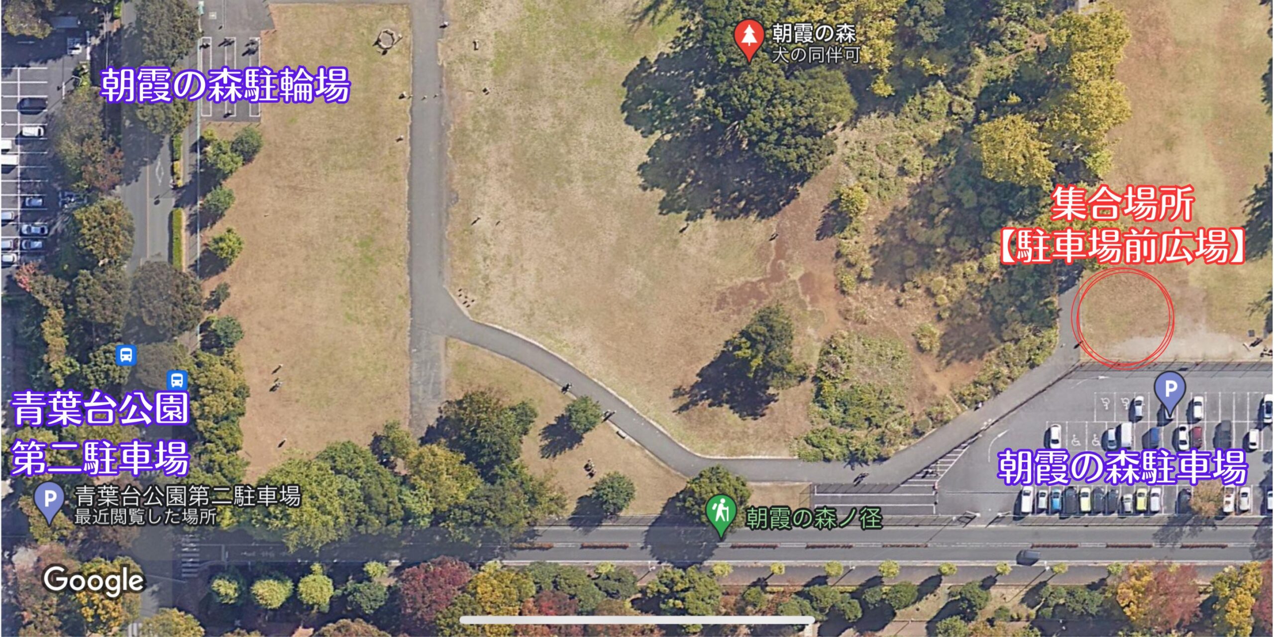 朝霞の森